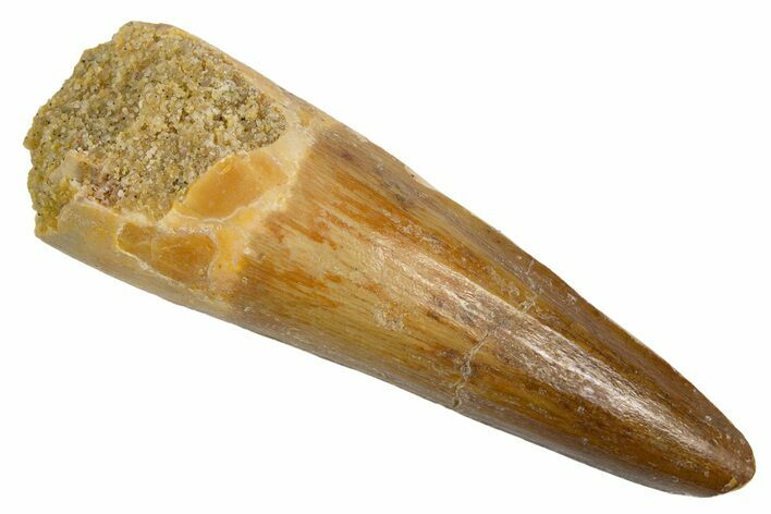 Fossil Spinosaurus Tooth - Beautiful Enamel! #305665